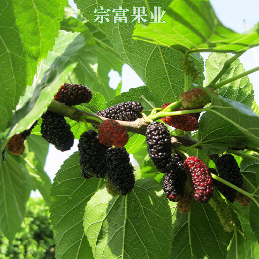 成都 无籽大十果桑苗 良种果桑苗品种，品种纯正，提供管理技术