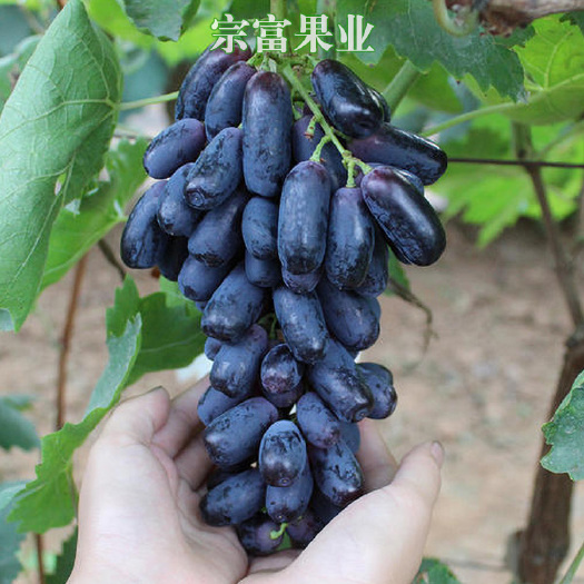 成都 批发甜蜜蓝宝石葡萄苗，新品种葡萄树苗供应，全国劳模为您提供！