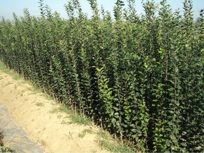 绛县苹果苗 【苹果苗】_各种苹果苗公司_各种苹果苗供应商、
