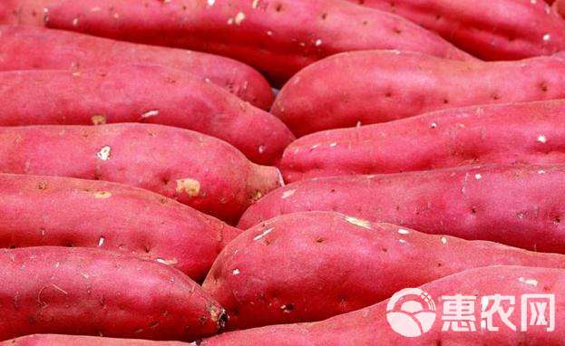 红心红薯 新鲜蜜薯10斤农家香甜薯板栗黄心地瓜糖心小番薯紫箱软糯