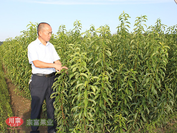  李子树苗价格，蜂糖李苗供应，优良李子苗批发，品种纯正