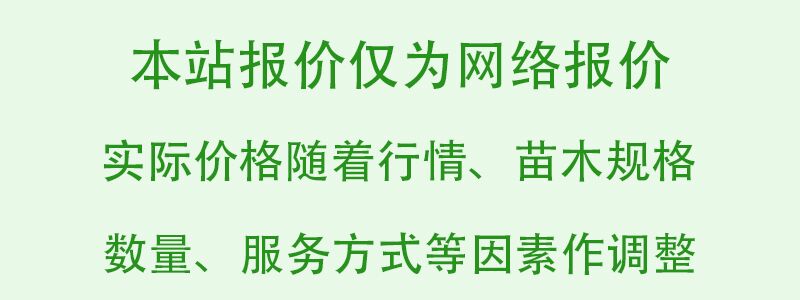  富有柿子苗 油柿苗，甜柿苗 量大從優(yōu) 全國(guó)勞模提供