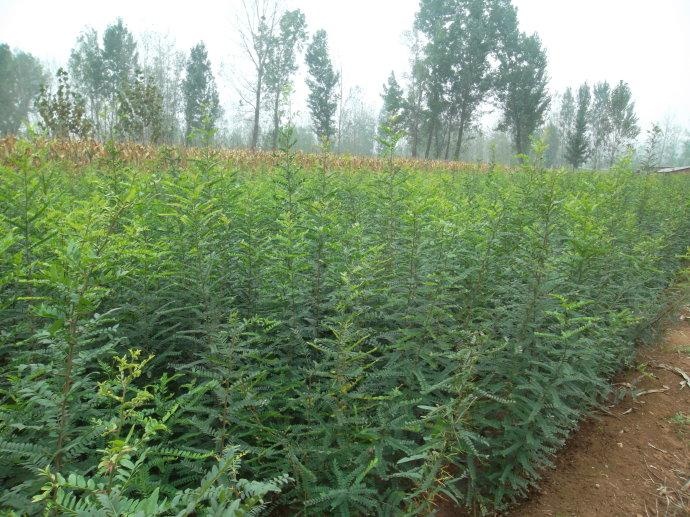 绛县 山西皂角苗_荒山造林苗木供应商_--惠农网