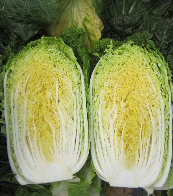 黄心大白菜 黄心菜