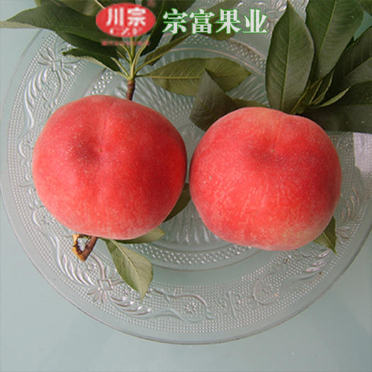 成都胭脂脆桃种苗 胭脂脆桃苗批发，量大从优，保证品种纯度99%以上！