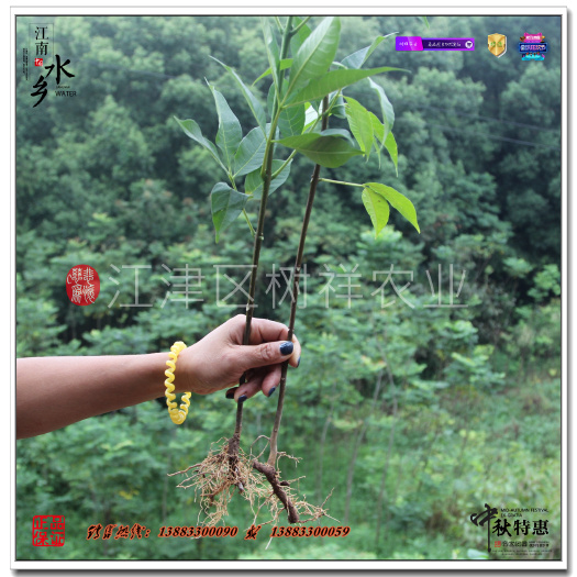 重庆市 中花吴茱萸苗 江西中花吴茱萸苗基地 吴茱萸树苗批发