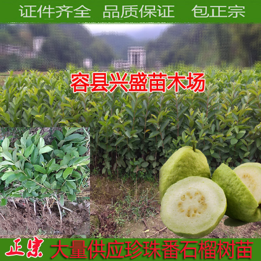 容县珍珠番石榴苗 番石榴树苗嫁接苗四季结果白肉