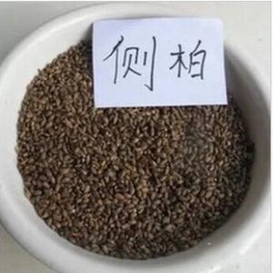  运城 自产自销侧柏种子品种优 价格低 常年供应