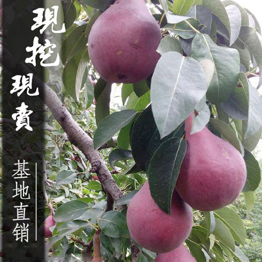 平邑县 黑梨树苗意大利黑梨树苗梨子苗嫁接梨树苗盆栽地栽果树当年结果