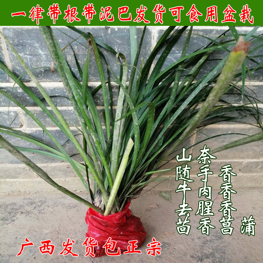 容县 茴香菖蒲苗叶子搓烂就闻到八角香味