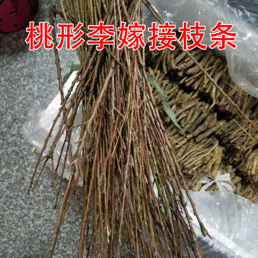 嵊州市正宗嵊州金庭桃形李苗桃形李嫁接枝条李子枝条老树接穗果树苗