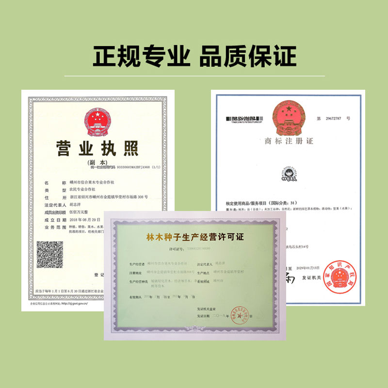 正宗嵊州桃形李苗嫁接红心李子果树苗地栽盆栽南方种植对版包活