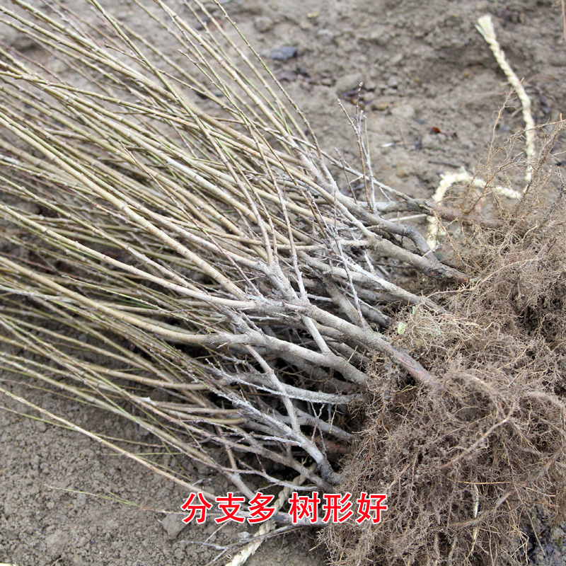 桃形李苗  浙江嵊州金庭桃形李树苗技术指导支持实地考察