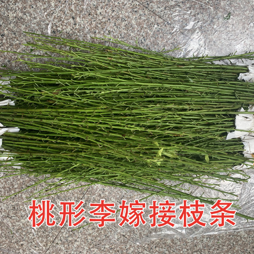 嵊州市正宗嵊州金庭桃形李苗桃形李嫁接枝条李子枝条接穗果树苗