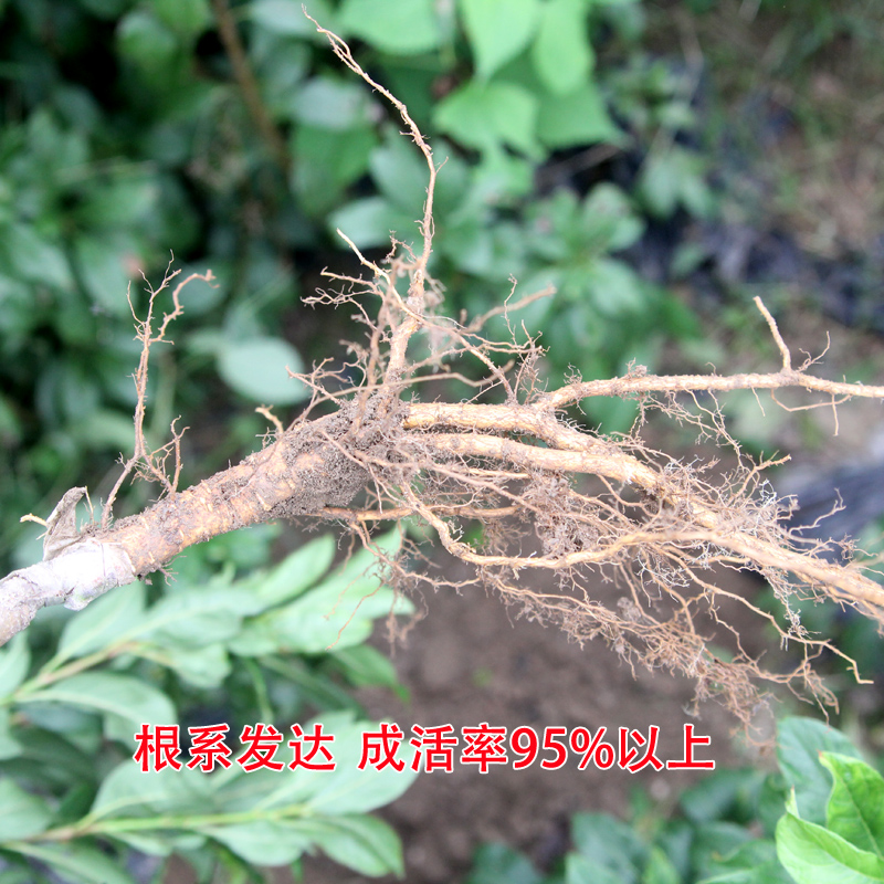 桃形李苗  1年嫁接苗 批发零售 量大优惠 假一赔十