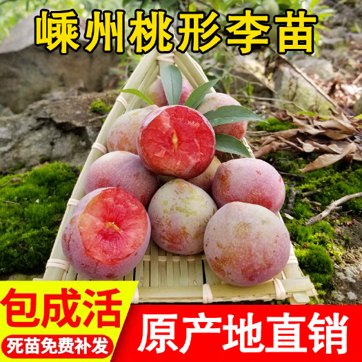 嵊州市桃形李苗  正宗嵊州嫁接果树苗李子树苗南方北方种植当年结果包邮