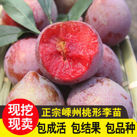 嵊州市桃形李苗  正宗嫁接桃形李树苗李子苗果树嵊州桃形李树苗青脆红心李苗