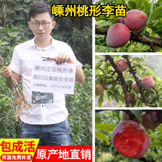 嵊州市桃形李苗  正宗嵊州金庭青脆红心李苗李子树苗嫁接果树苗南北方种植