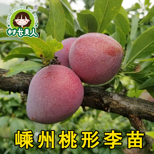 嵊州市桃形李苗  正宗嵊州桃形李树苗嵊州桃形李子苗果树基地直销批发