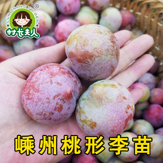 嵊州市桃形李苗  正宗嵊州桃形李树苗嵊州李子苗果树产地直销包邮