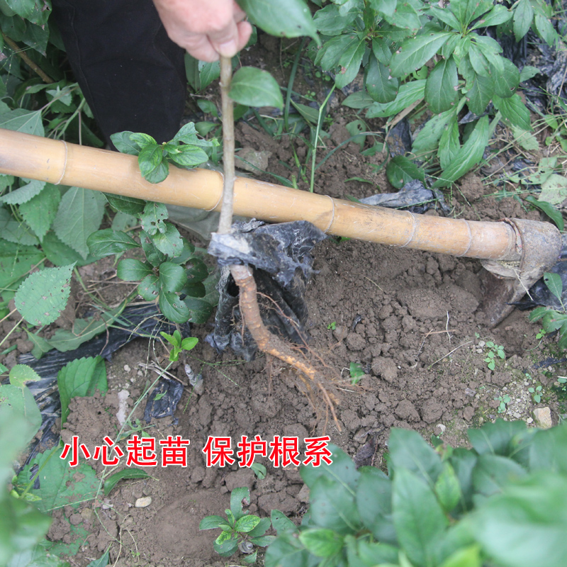 桃形李苗  浙江嵊州金庭桃形李树苗技术指导支持实地考察