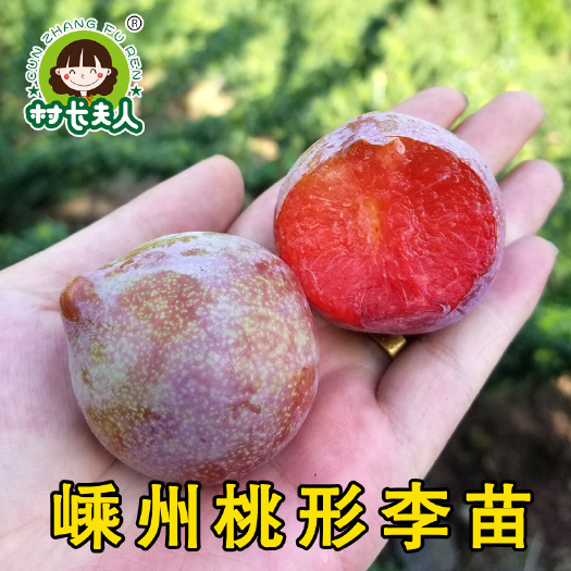 嵊州市桃形李苗  正宗嵊州桃形李树苗嵊州李子苗果树桃形李基地直销