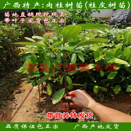 肉桂苗 肉桂树苗陈桂桂皮树又称中国肉桂广西产地发货