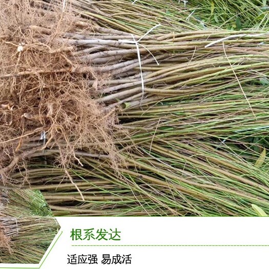 沛县 黄金蜜一号桃树苗嫁接黄金蜜桃树苗