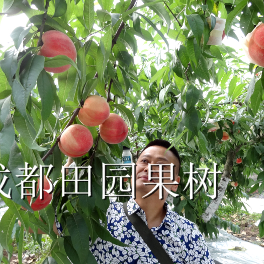 成都水蜜桃苗 中晚熟优良晚湖景桃苗  嫁接苗  品种保障