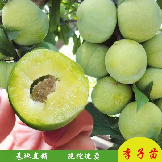 平邑县蜂糖李树苗 李子嫁接苗当年结果苗南北方种植当年结果苗喜欢可拍下