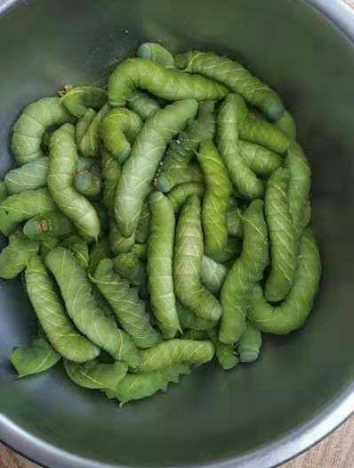 兰考县豆虫苗 大量供应土虫