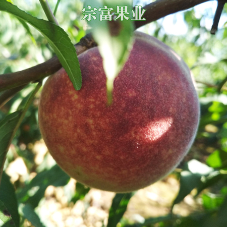 成都 金秋红蜜桃苗 晚熟、个头大，现挖现发包邮