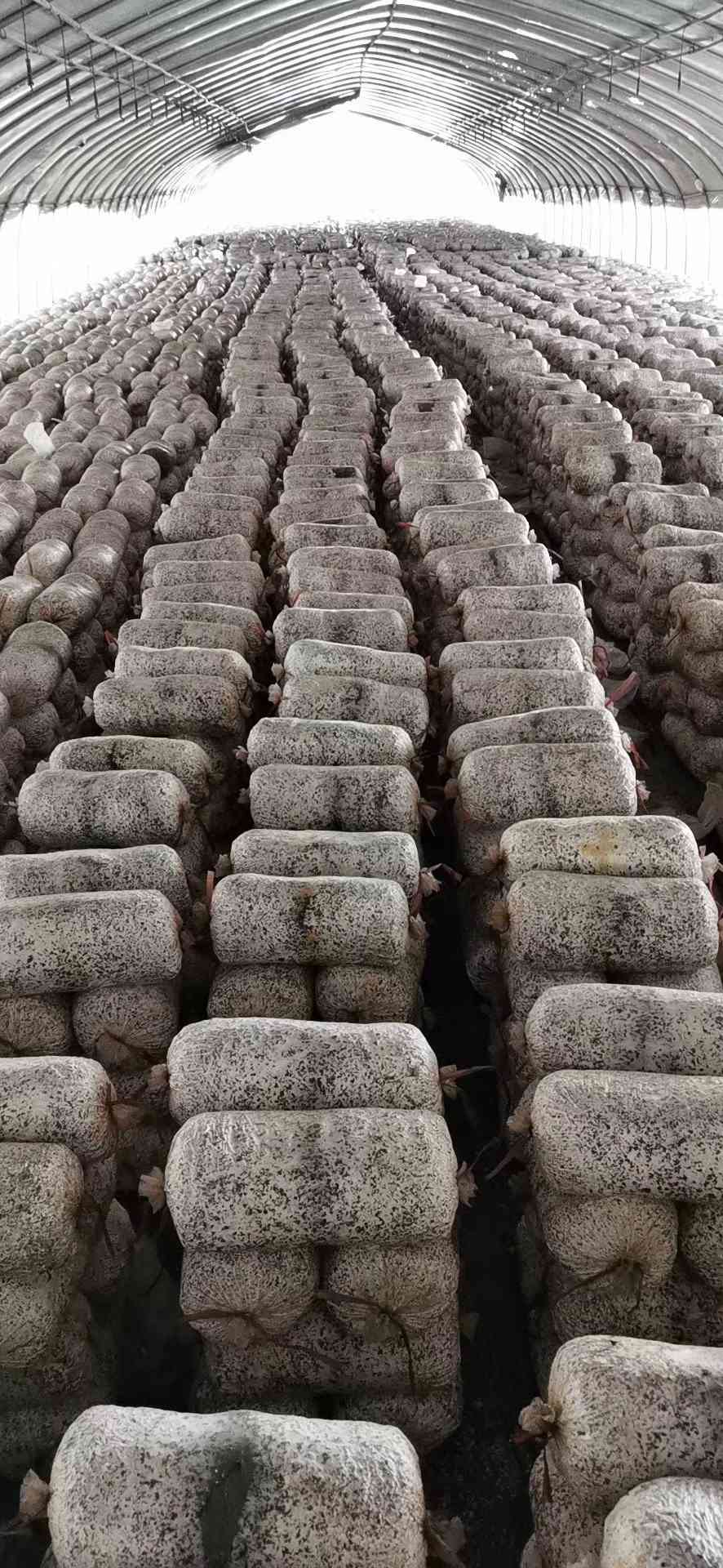 平菇种植技术 原料图片