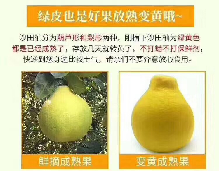  梅州柚子-梅州种植-产地直销-沙田柚上市