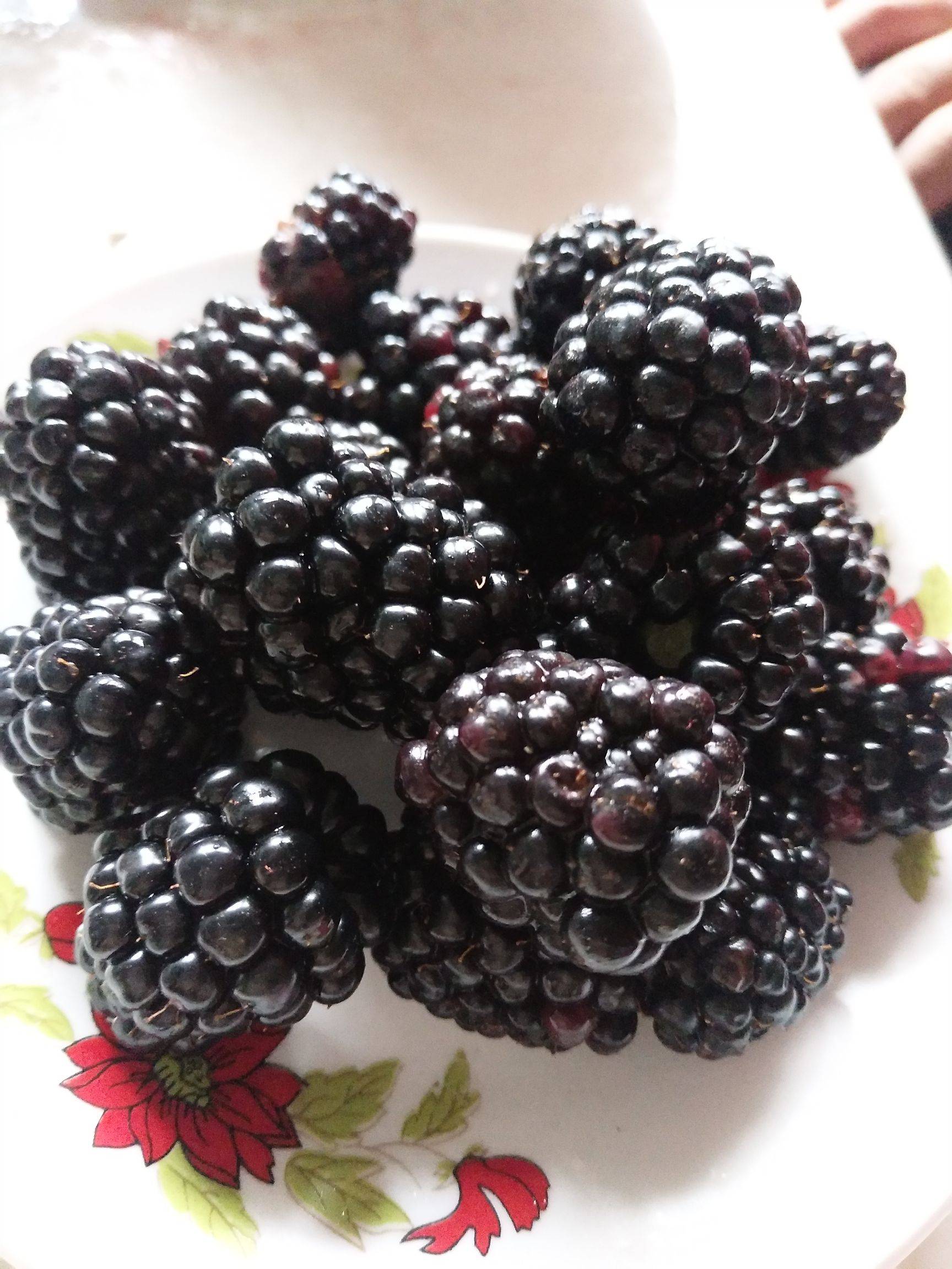 黑树莓苗 基地直销 假一赔十 签合同保证品种