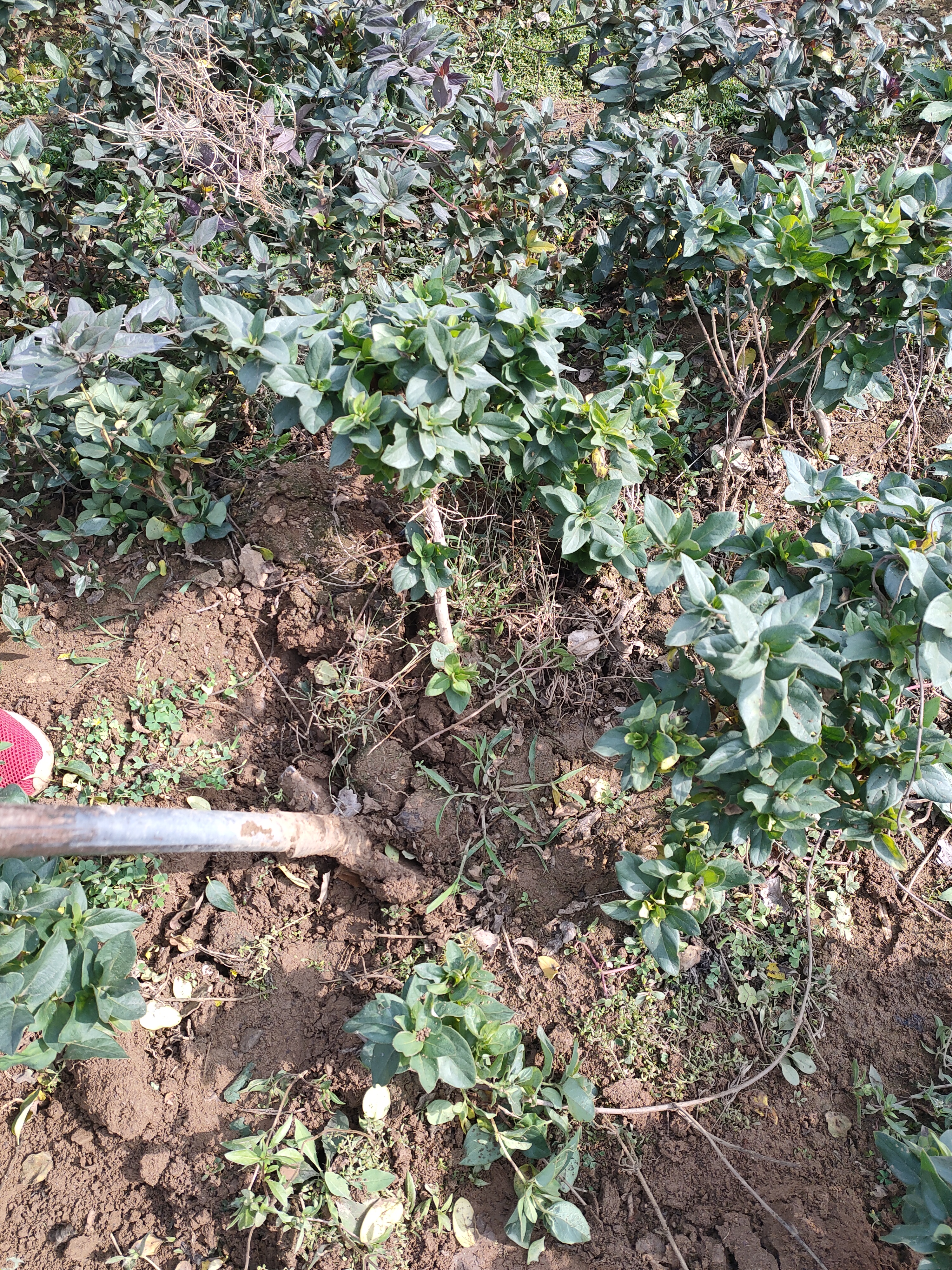  金银花苗泡茶金银花盆栽四季红花黄花金银花树苗