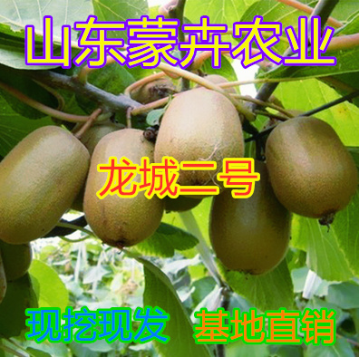 平邑县 龙城二号猕猴桃苗嫁接苗南北方果树当年结果