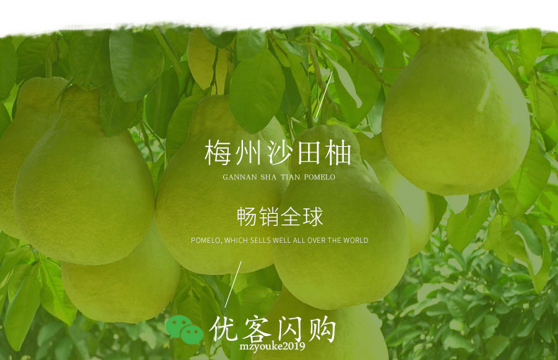  梅州柚子-梅州种植-产地直销-沙田柚上市