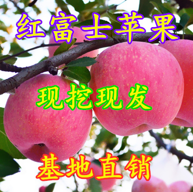 平邑县 苹果树果苗红富士苹果苗南方种植嫁接苹果树