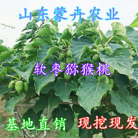 平邑县 猕猴桃苗红心嫁接苗南北方种软枣猕猴桃苗树果树当年结果