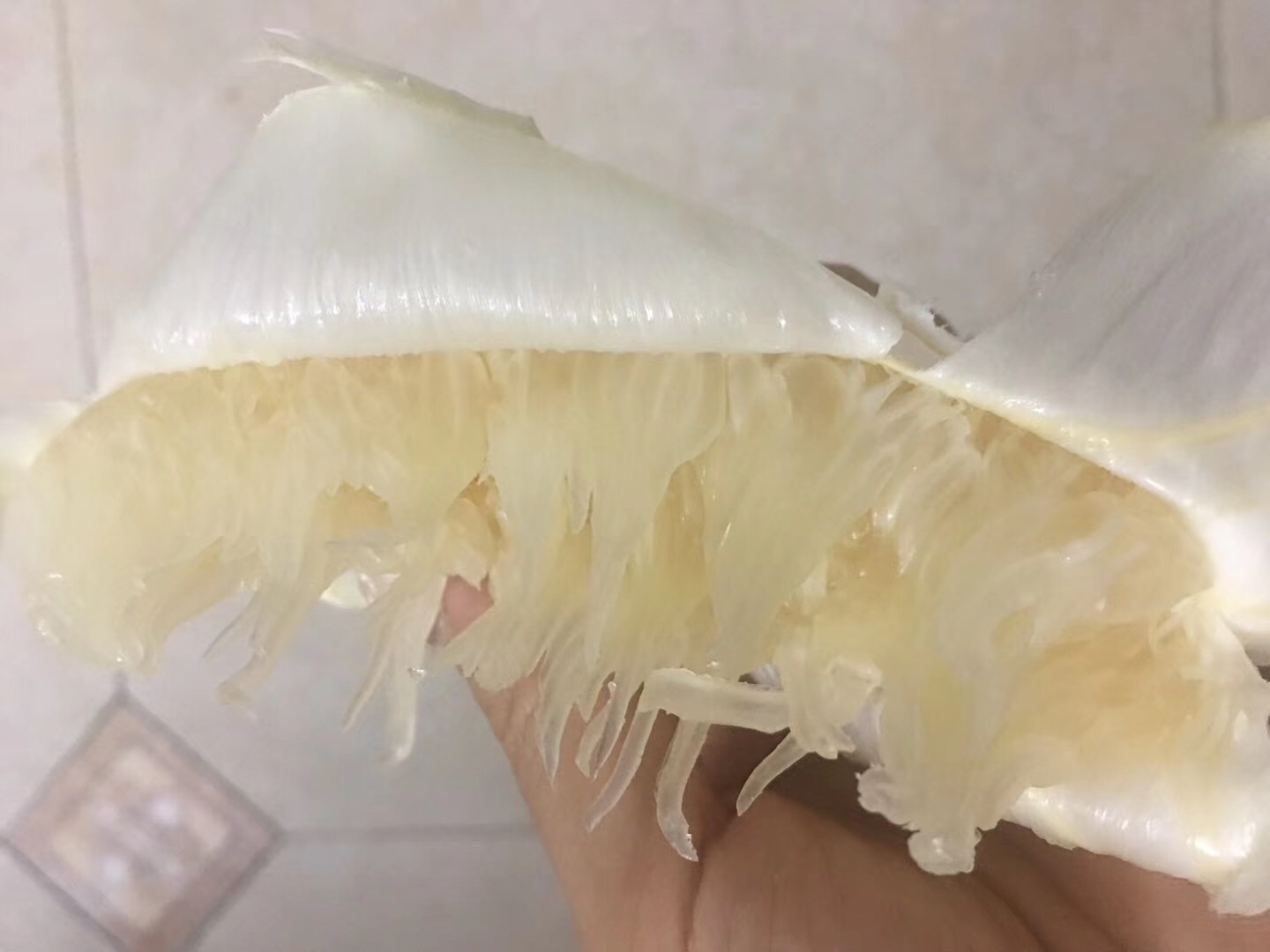  梅州柚子-梅州种植-产地直销-沙田柚上市