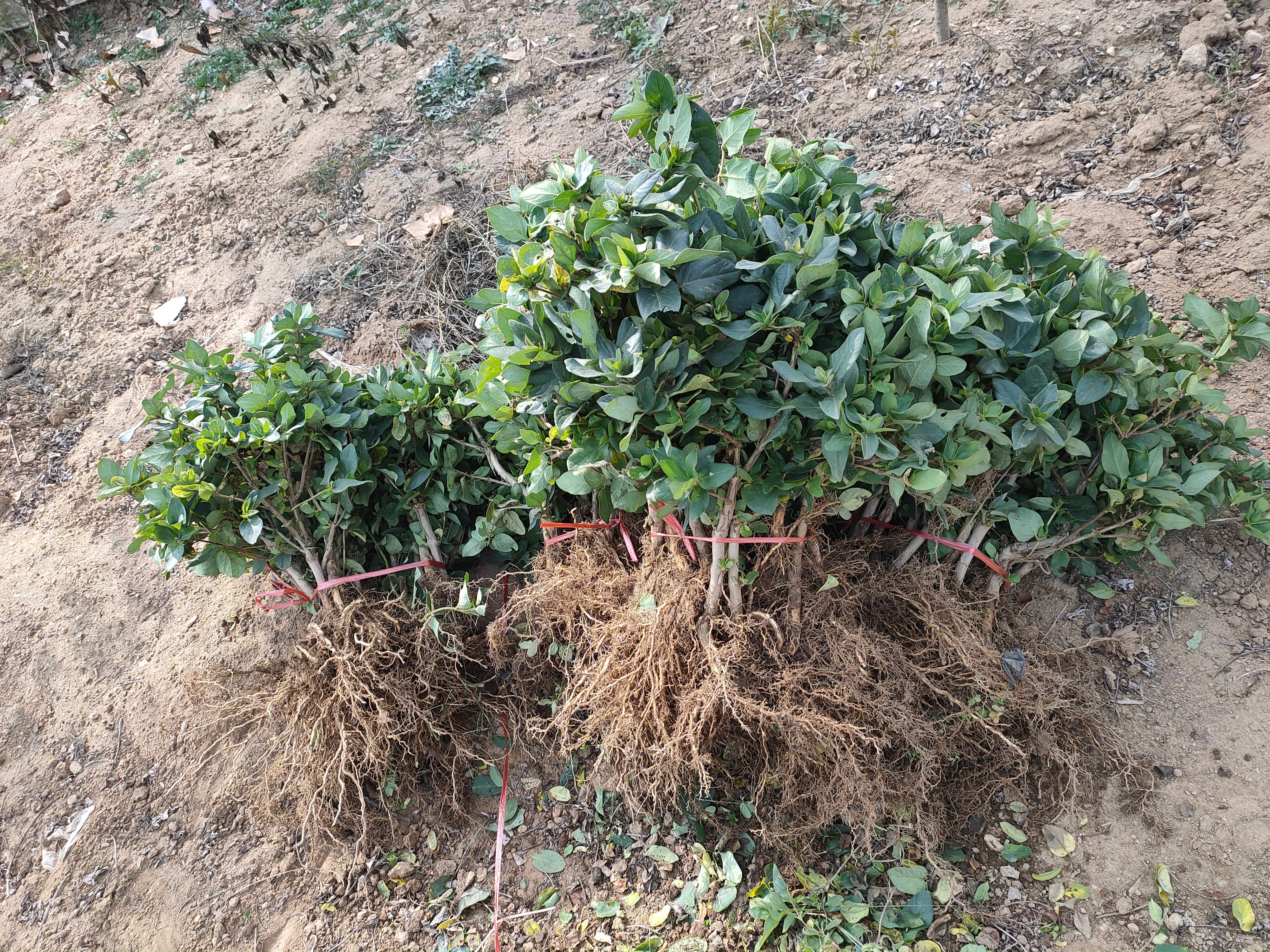  金银花苗泡茶金银花盆栽四季红花黄花金银花树苗