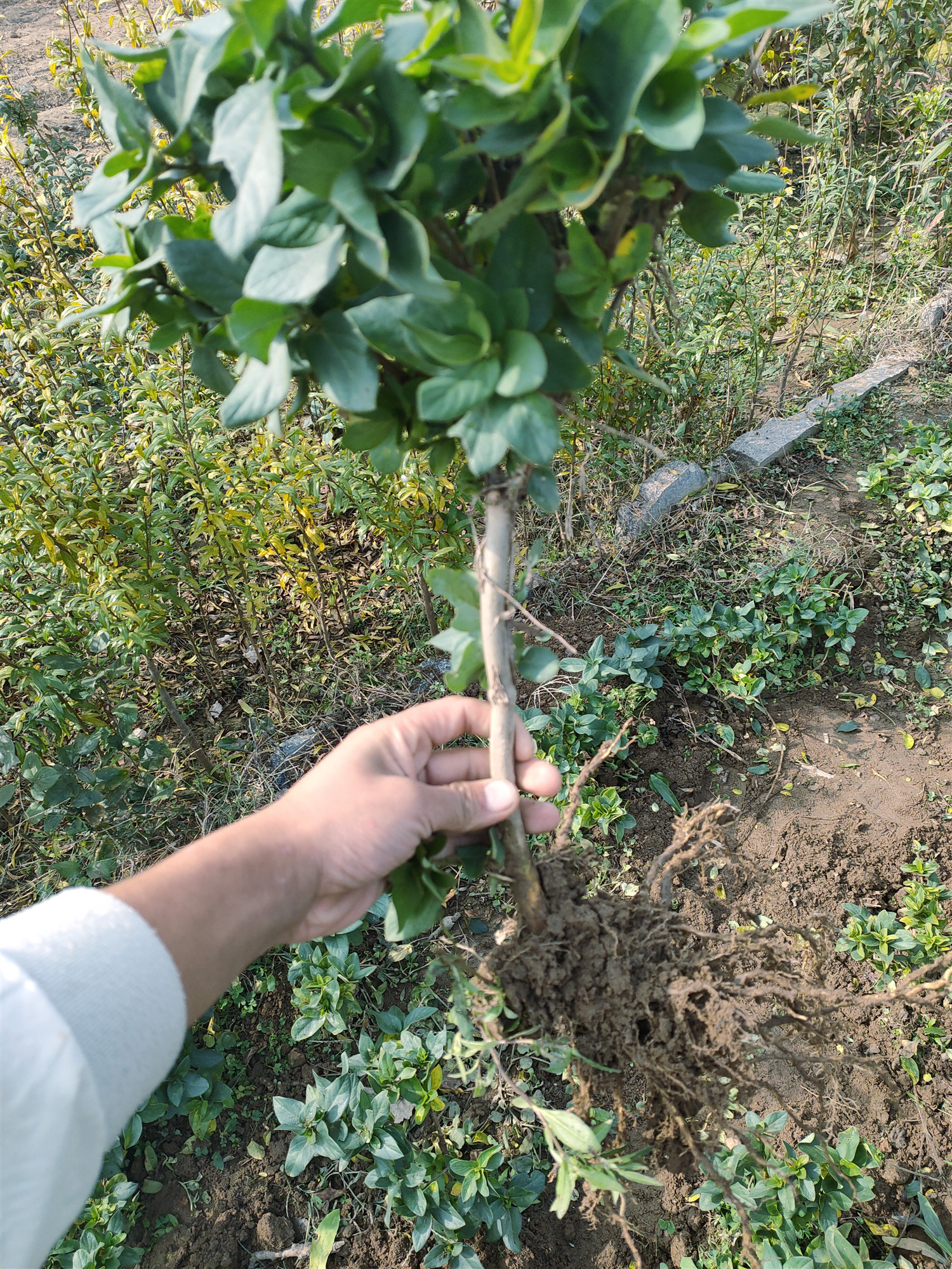  金银花苗泡茶金银花盆栽四季红花黄花金银花树苗