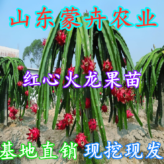 平邑县 带盆发货红心火龙果苗盆栽地栽当年结果红肉果树苗