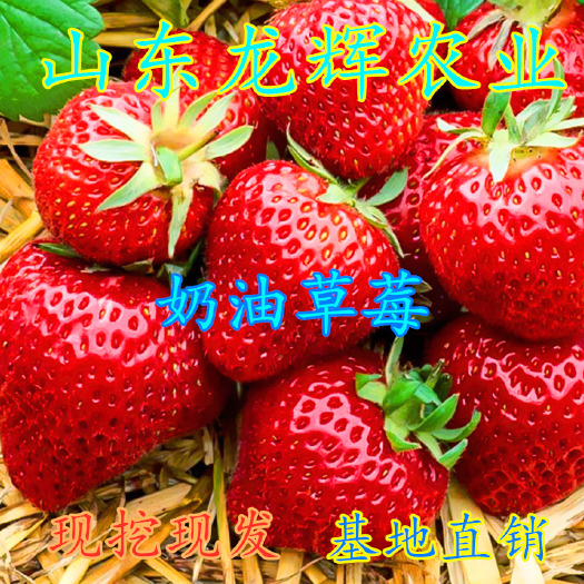 平邑县 奶油四季草莓苗果树苗南北方当年结果种植草莓苗