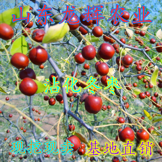 平邑县沾化冬枣1号接穗 枣树苗嫁接沾化冬枣树苗 当年结果沾化大冬枣苗南方北方种植