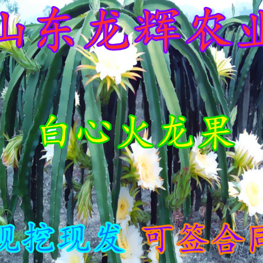 平邑县 广西正宗燕窝火龙果苗麒麟果黄皮白心火龙果苗果树苗四季结果