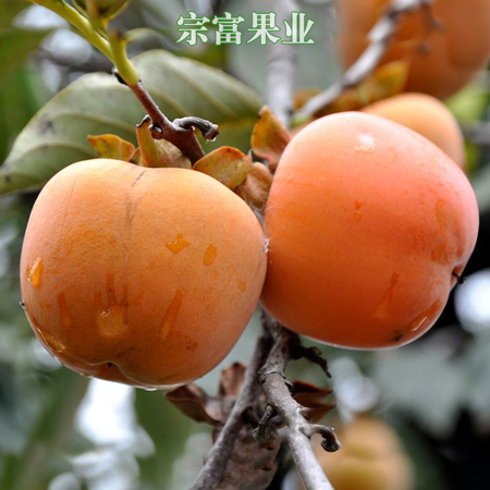 成都 脆柿苗 脆甜、果大，全国劳模提供，免费技术指导