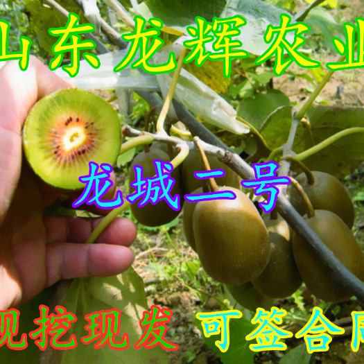 平邑县 龙成二号猕猴桃苗南方北方种植当年结果