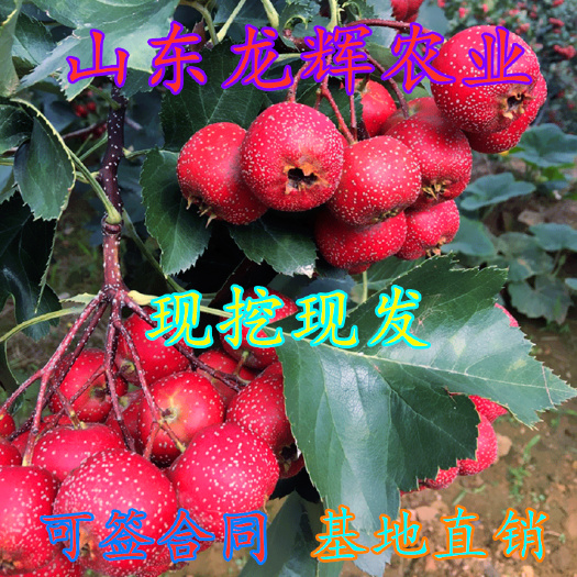 平邑县 山楂苗山楂树苗南方北方种植果树苗大五菱当年结果